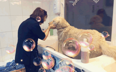 Dog Grooming Salon Ideas