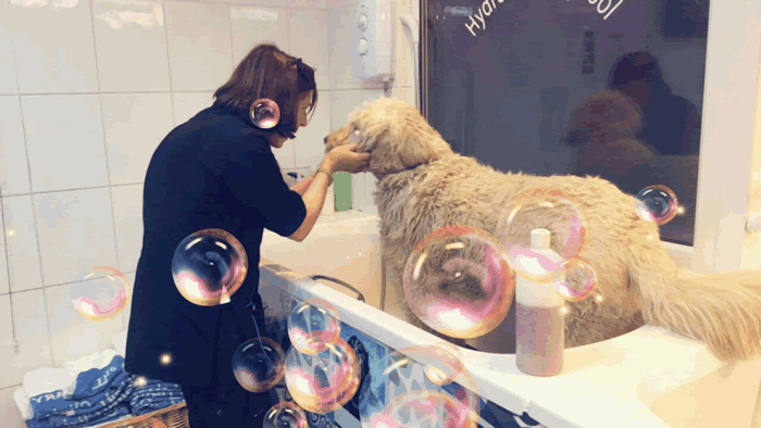 shampooing a big dog