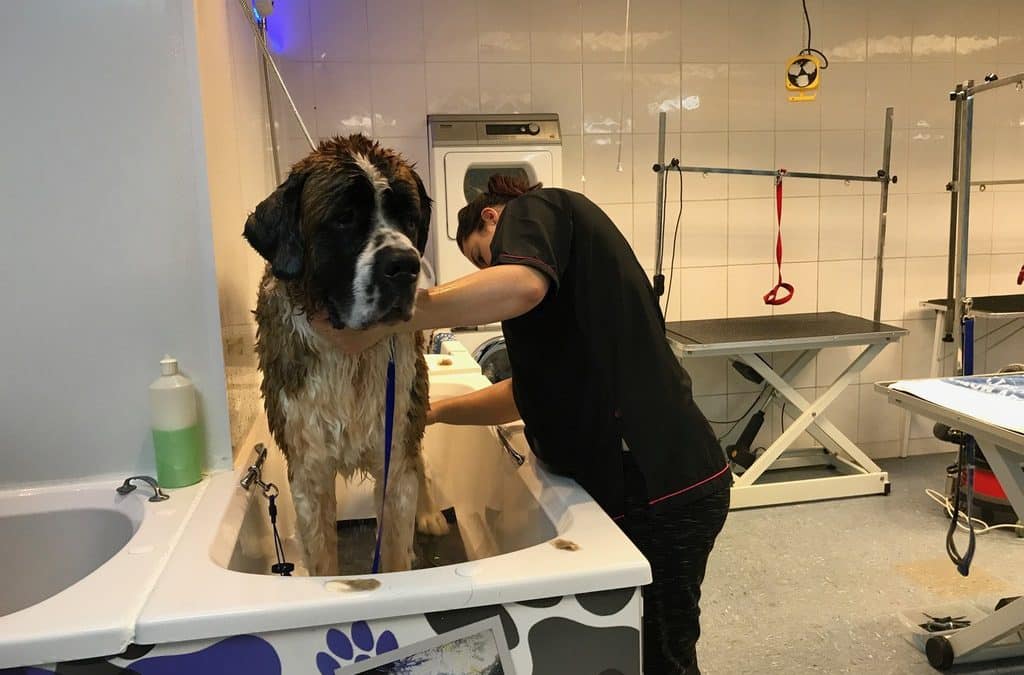 How To Start a Dog Grooming Business: The Complete Guide