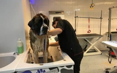 How To Start a Dog Grooming Business: The Complete Guide