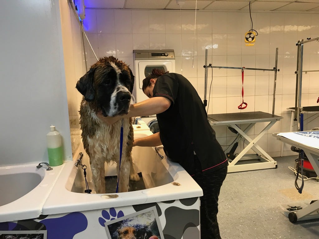 grooming a big dog