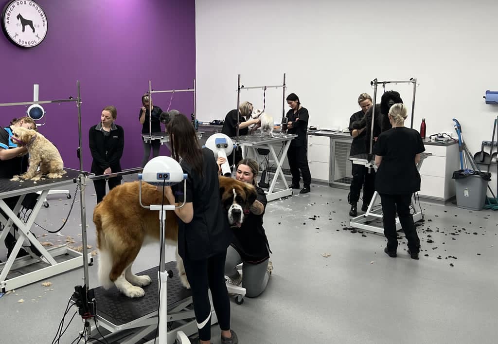 Professional Diploma in Dog Grooming Course