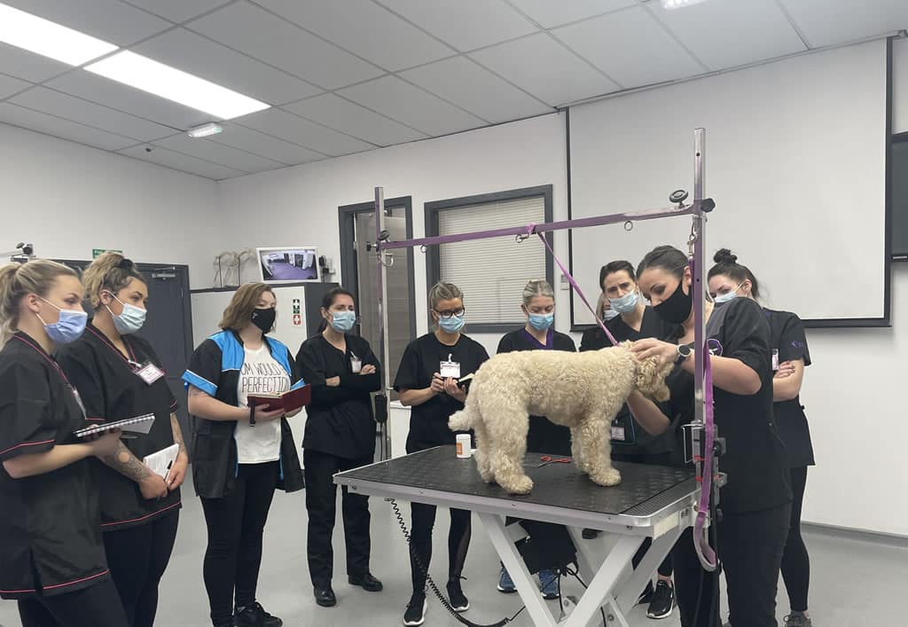 introduction to Dog Grooming Course