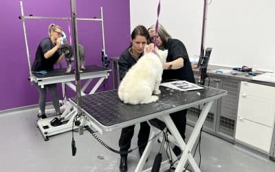 Is Dog Grooming a Good Career: Guide from Groomers