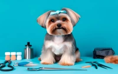 Complete List of Equipment Needed For Dog Grooming Business
